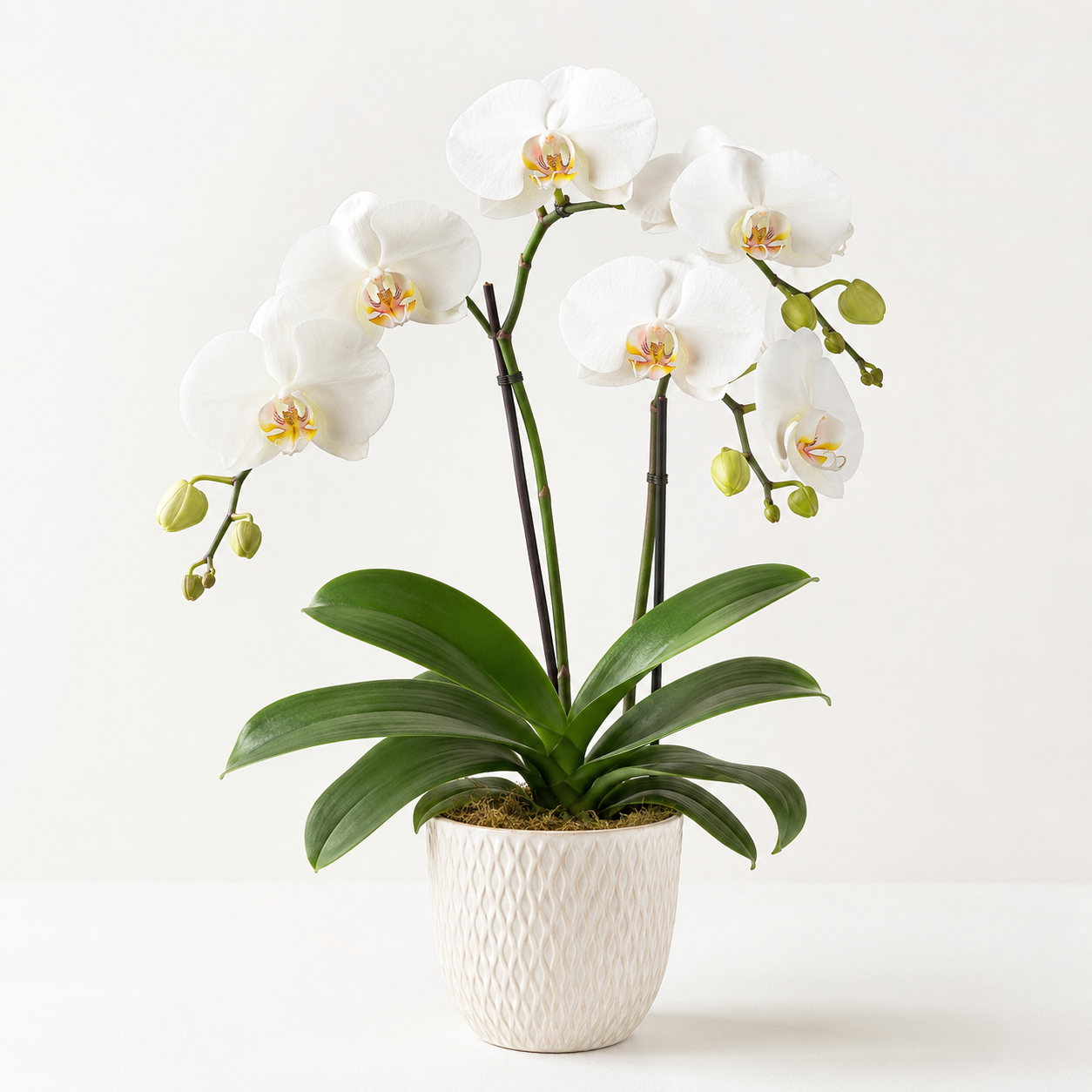 Орхідея Phalaenopsis