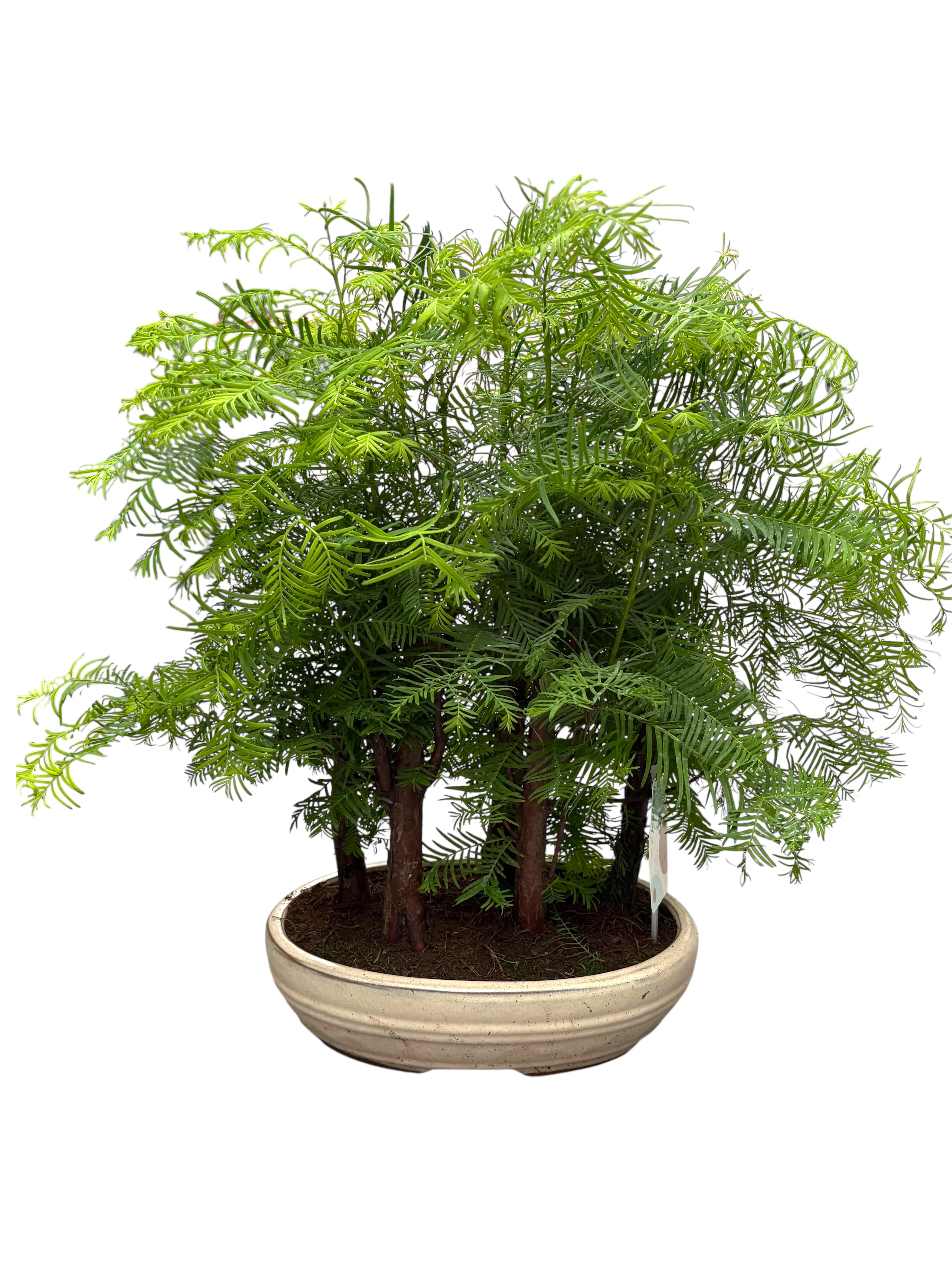 Бонсай Метасеквоя (Bonsai Metasequoia)