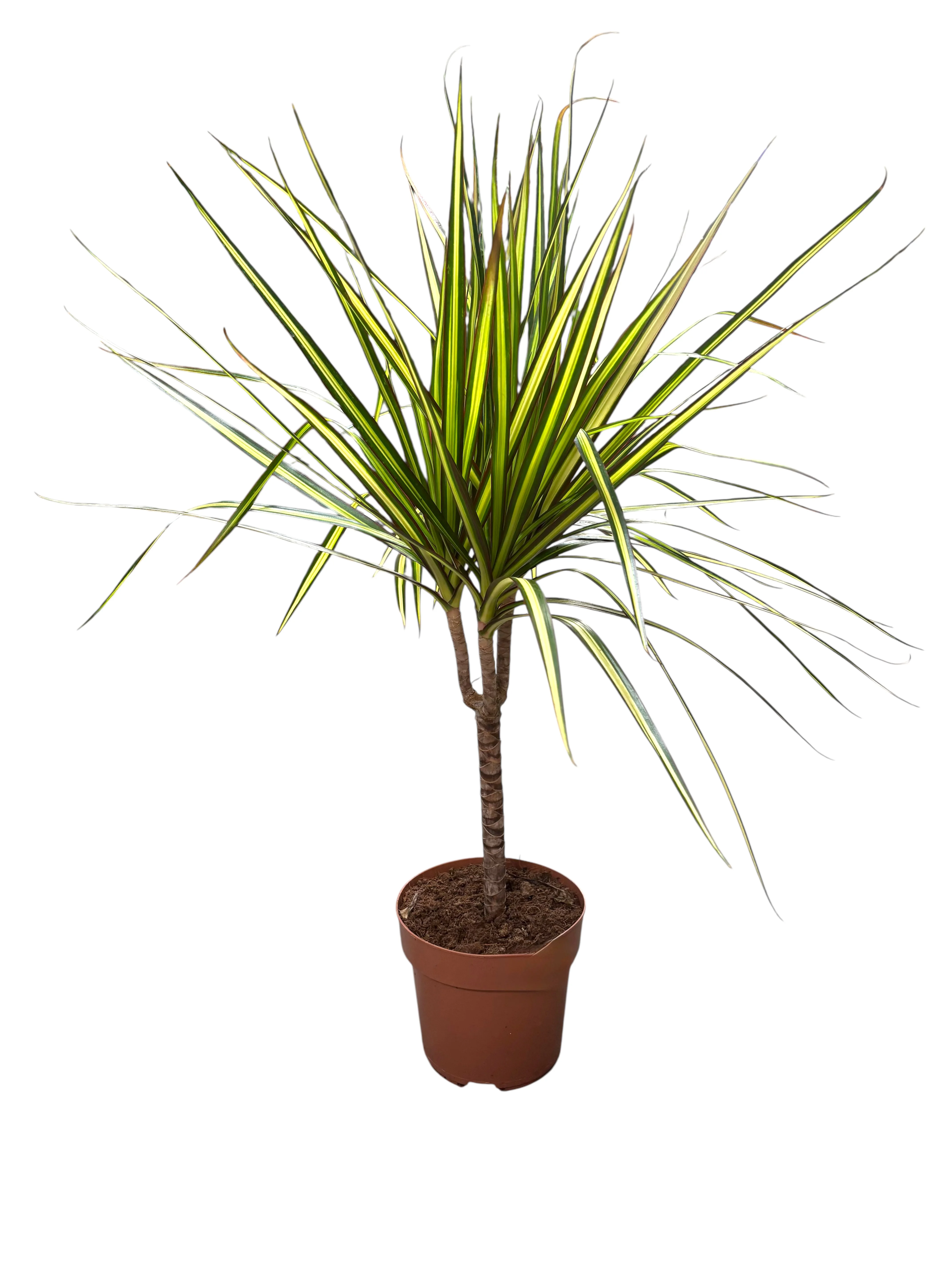 Драцена Санрей(Dracaena‘Sunray’)