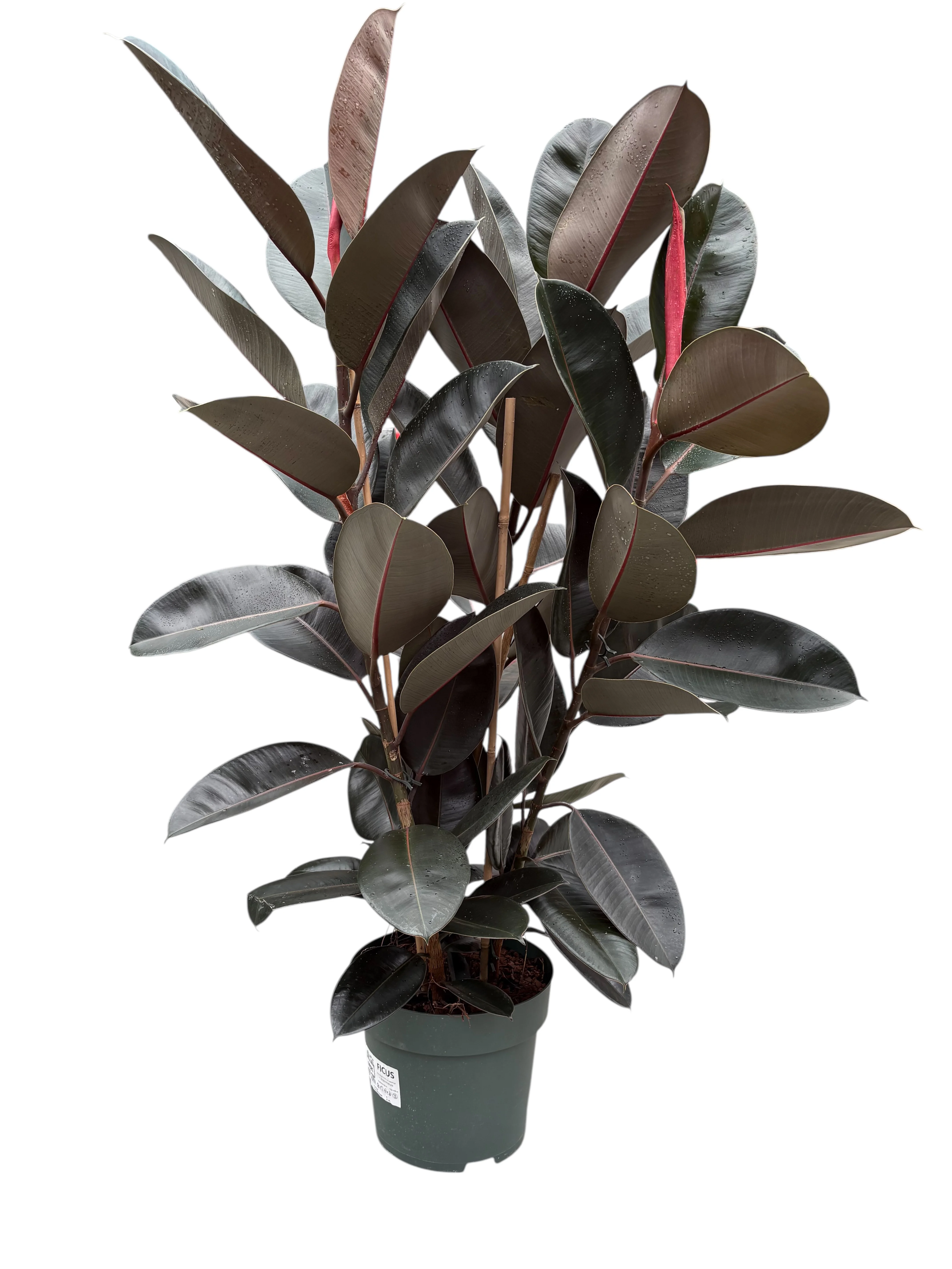 Фікус Абіджан (Ficus elastica 'Abidjan')