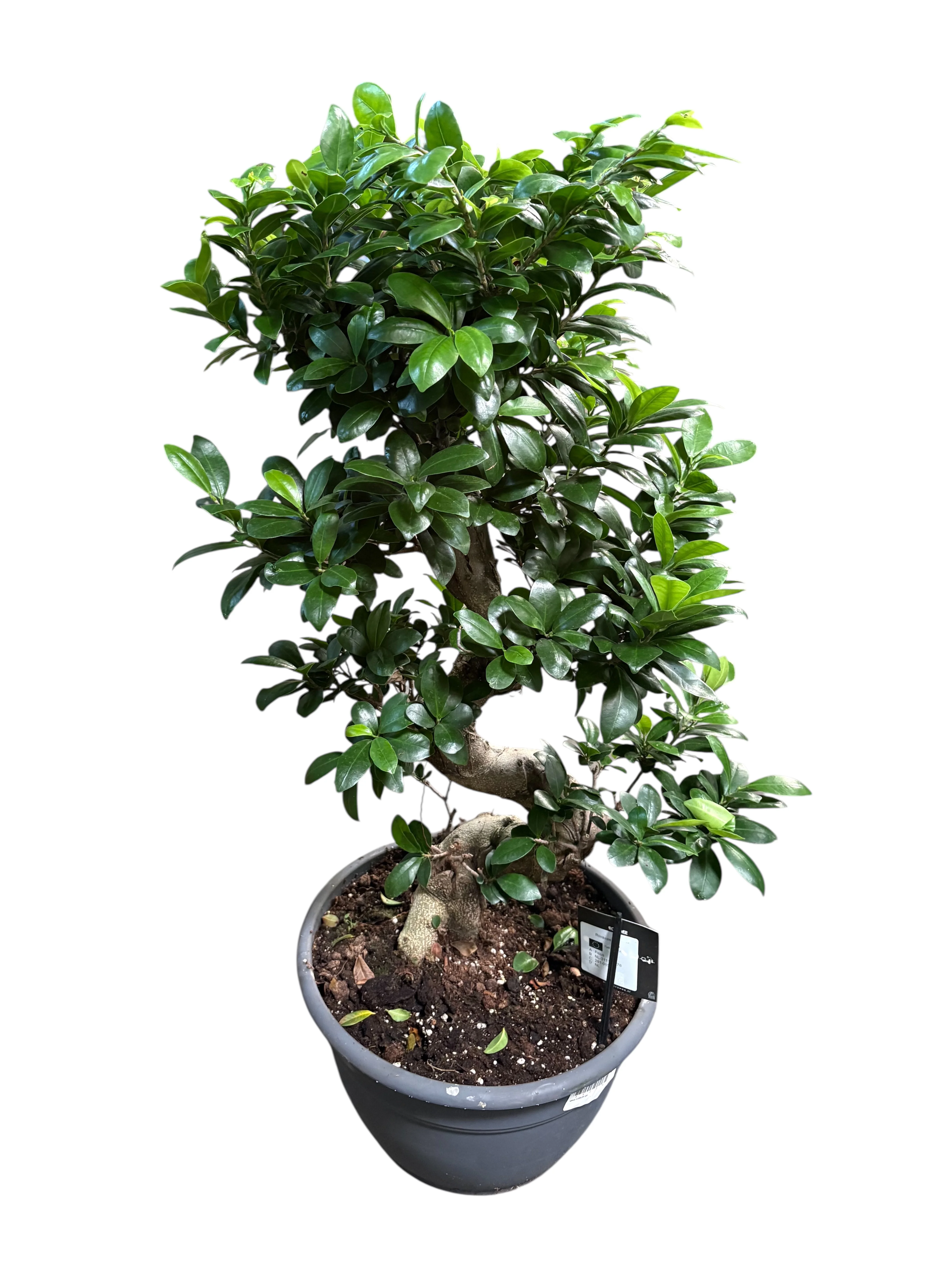 Фікус Гінсенг Бонсай (Bonsai Ginseng)