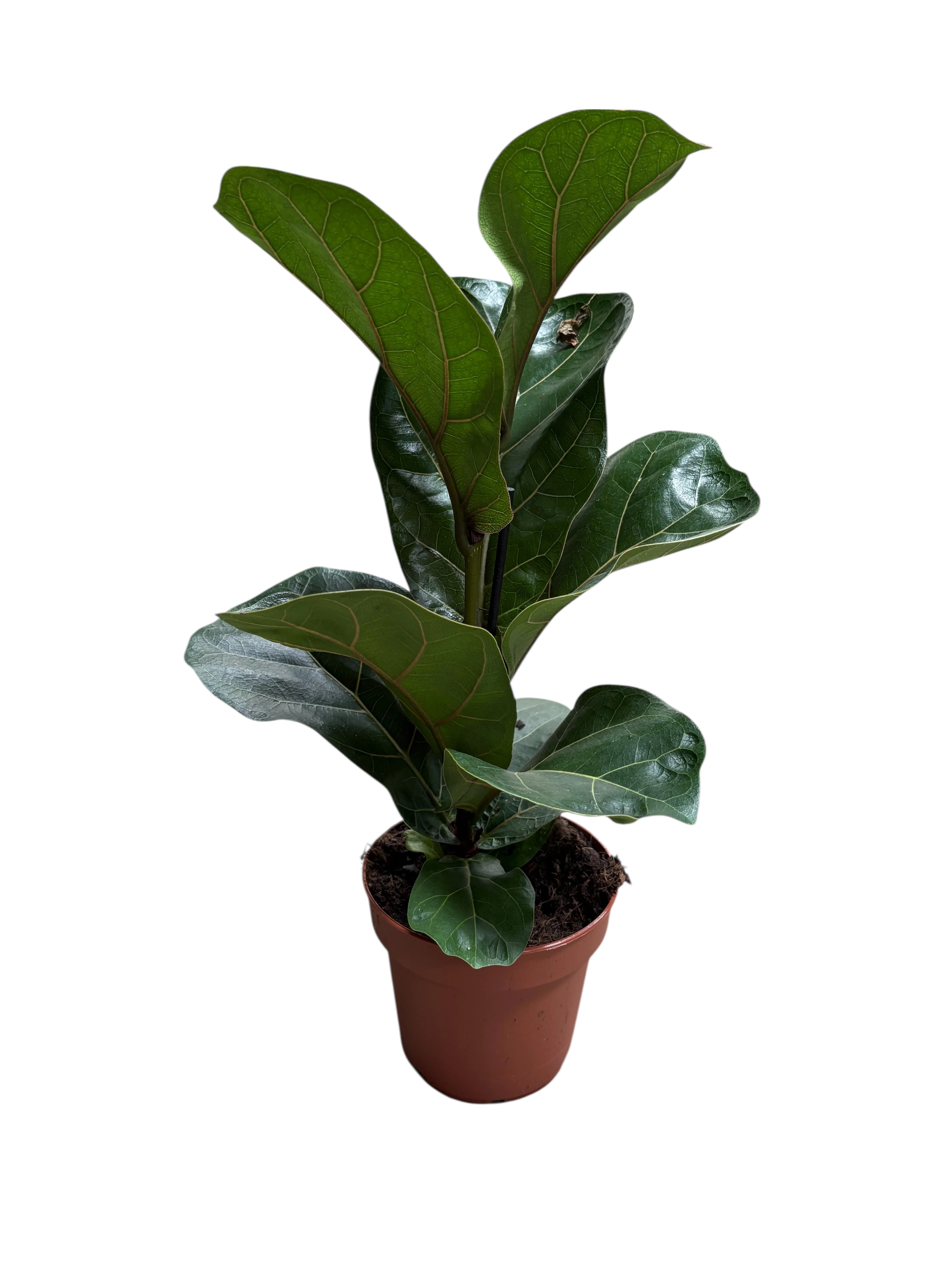 Фікус лірата (Ficus lyrata)
