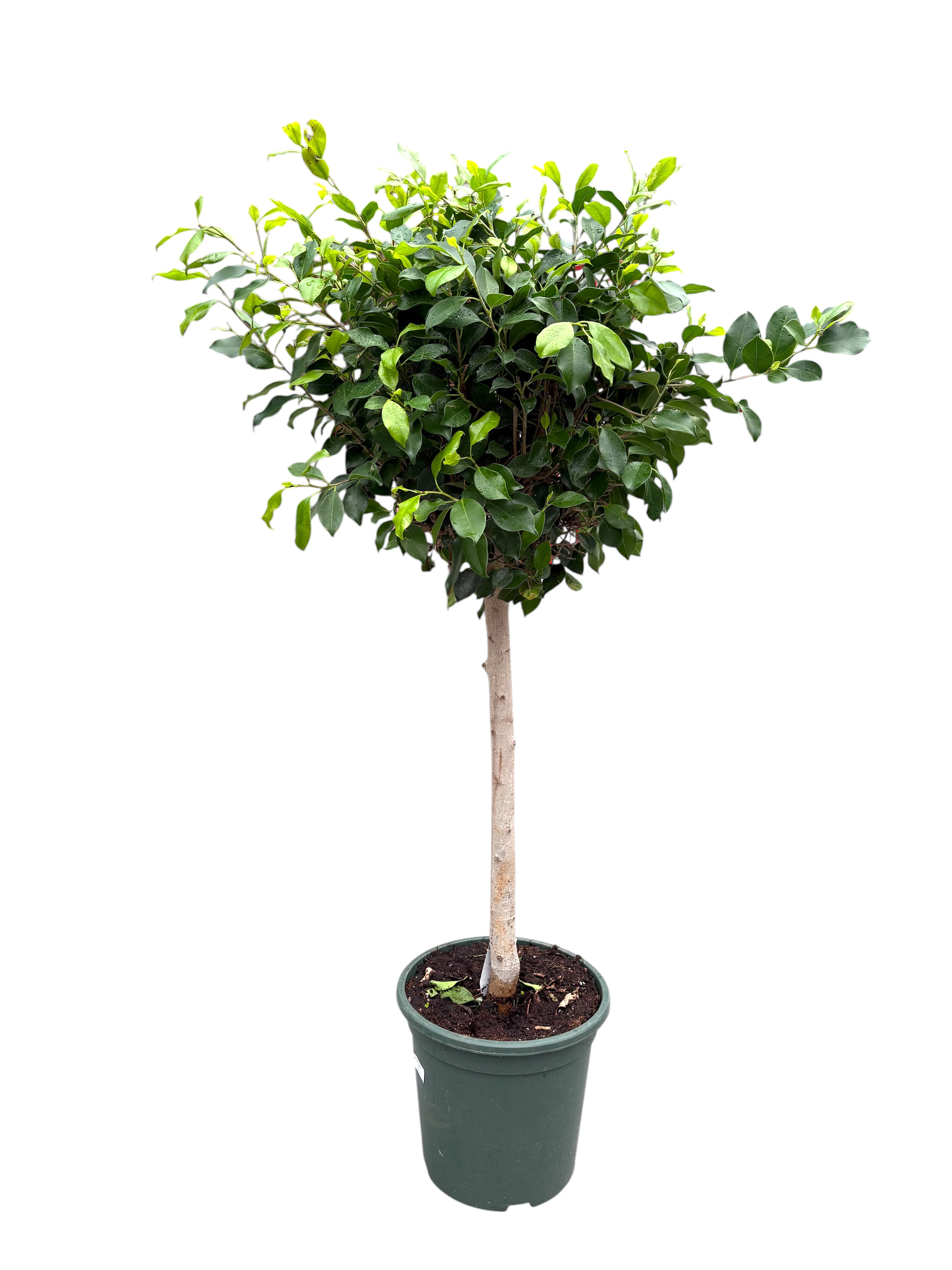 Фікус Мікрокарпа(Ficus Microcarpa)на штамбі 1.4 м