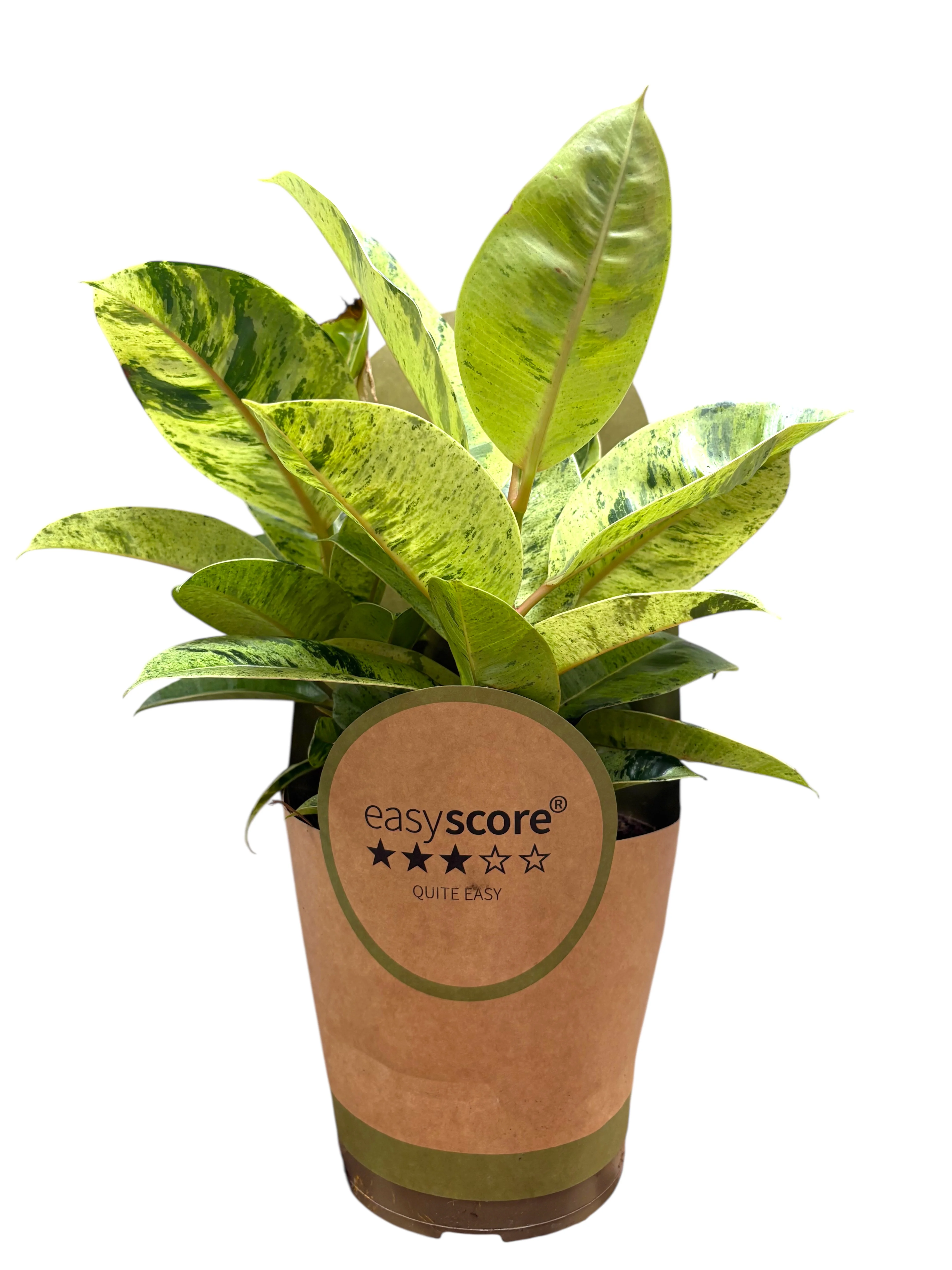 Фікус Шріверіана(Ficus elastica ‘Schrijveriana)