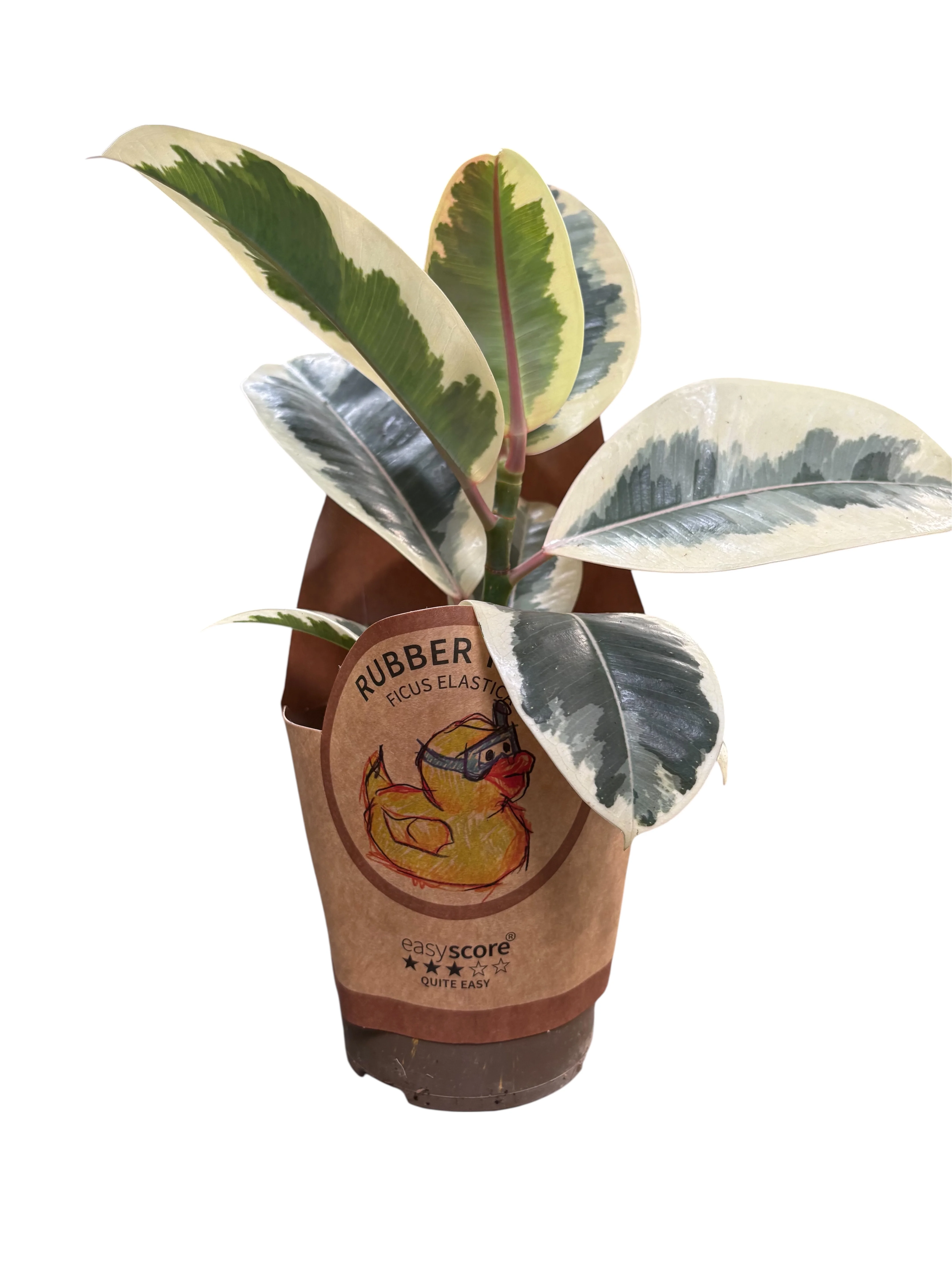 Фікус Тінеке (Ficus Tineke) у горщику