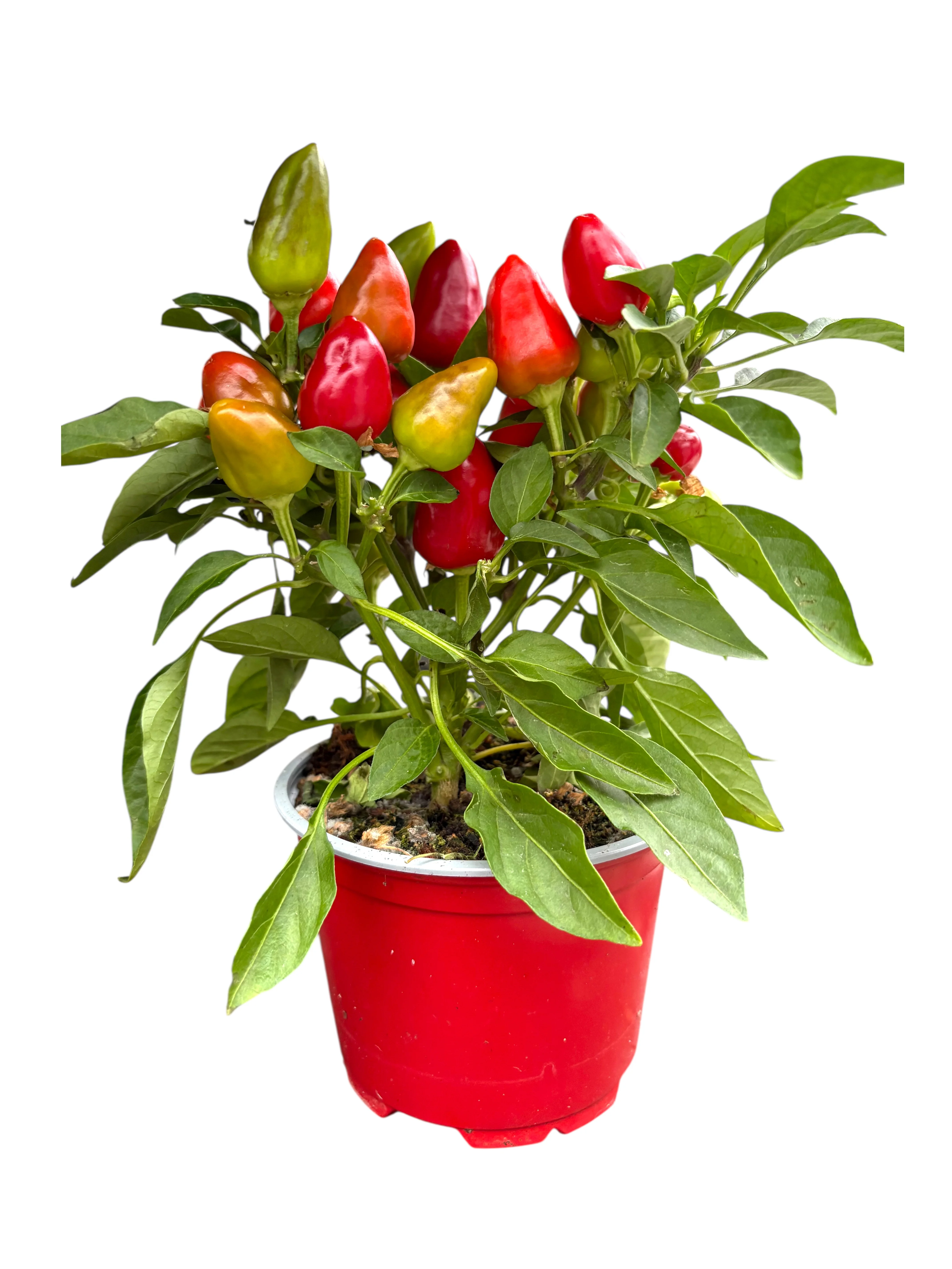 Капсикум червоний (Capsicum annuum) 25 см
