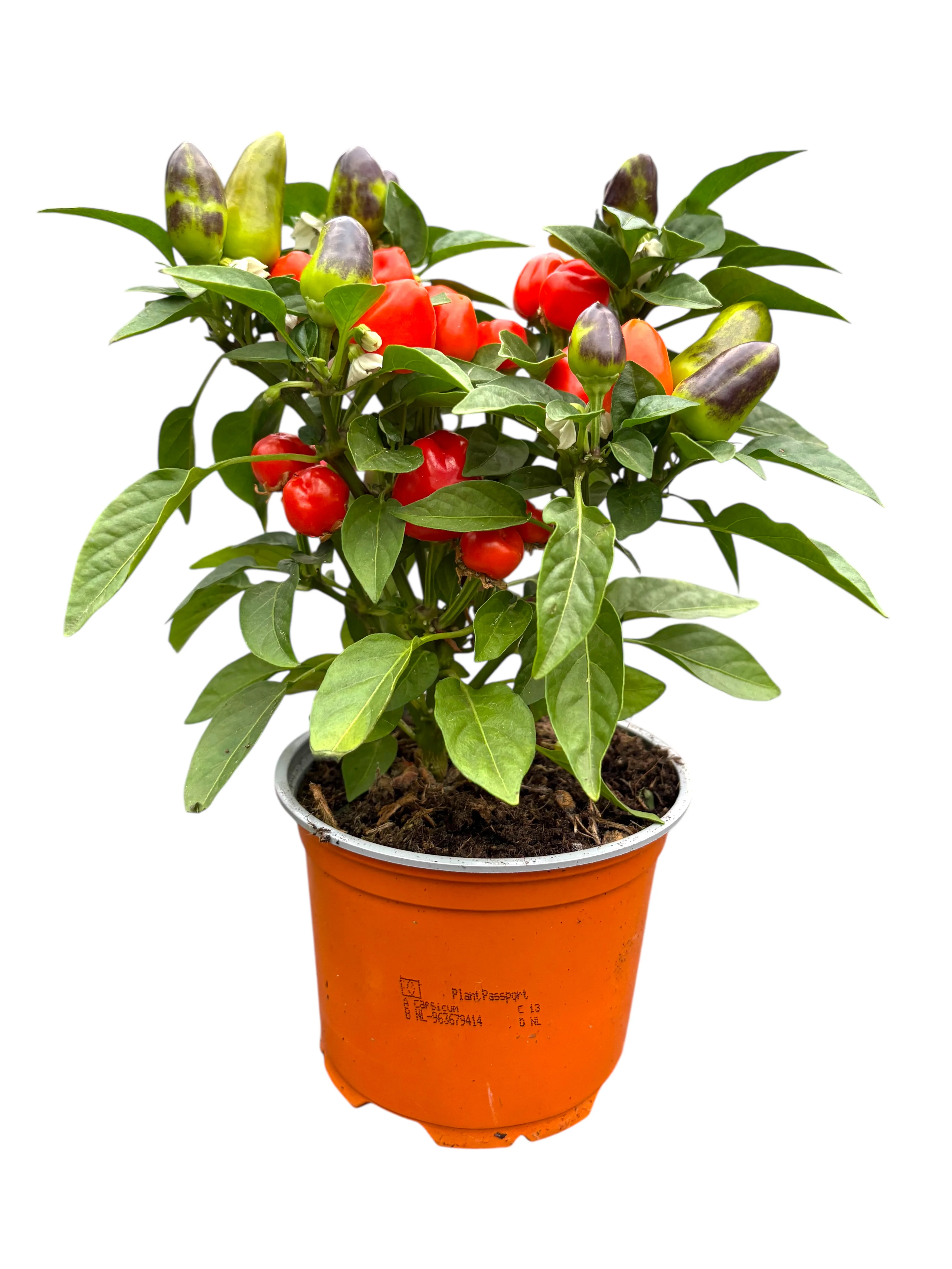 Капсикум (Capsicum annuum) помаранчевий 25 см
