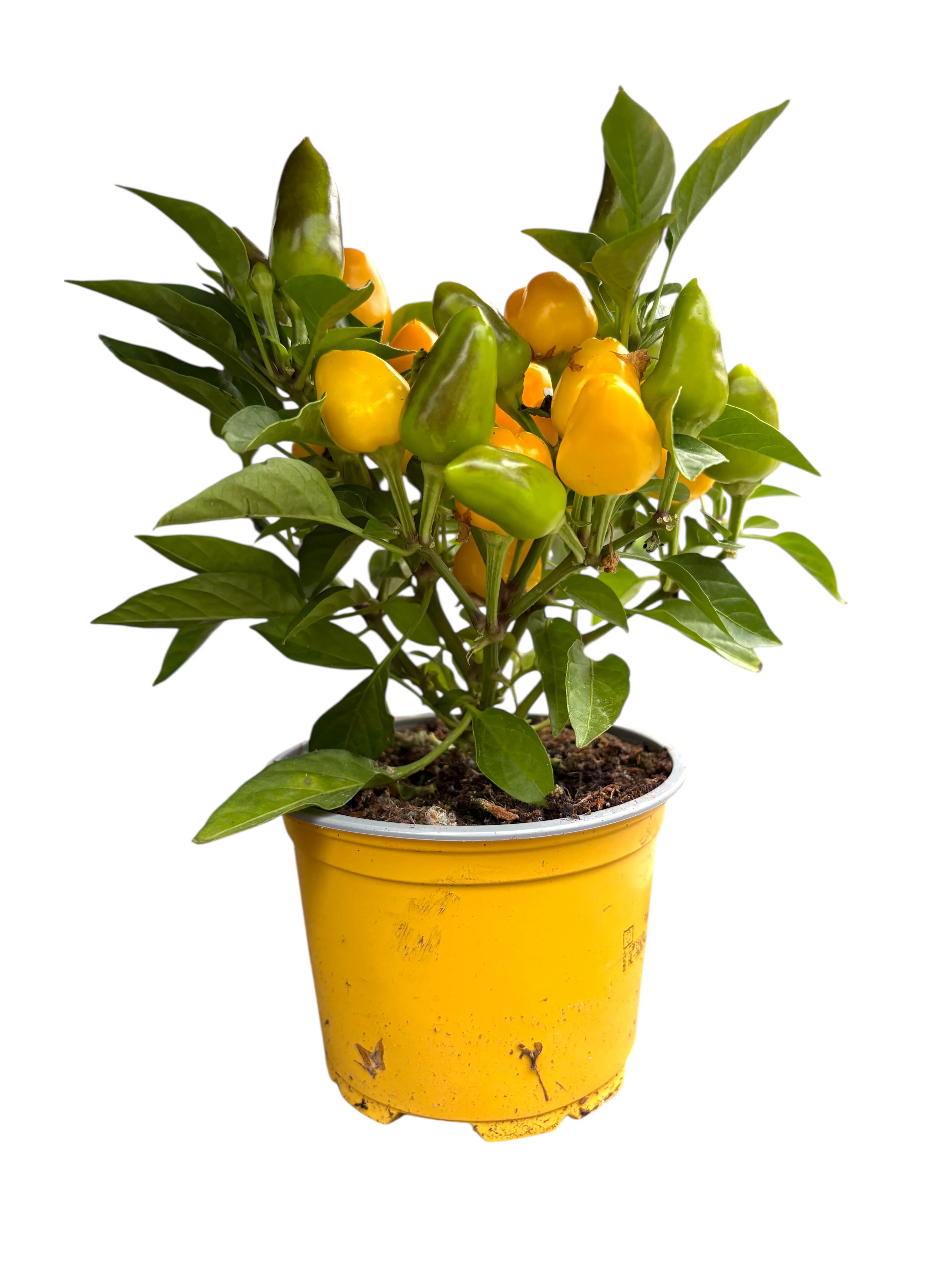 Капсикум (Capsicum) жовтий 25 см