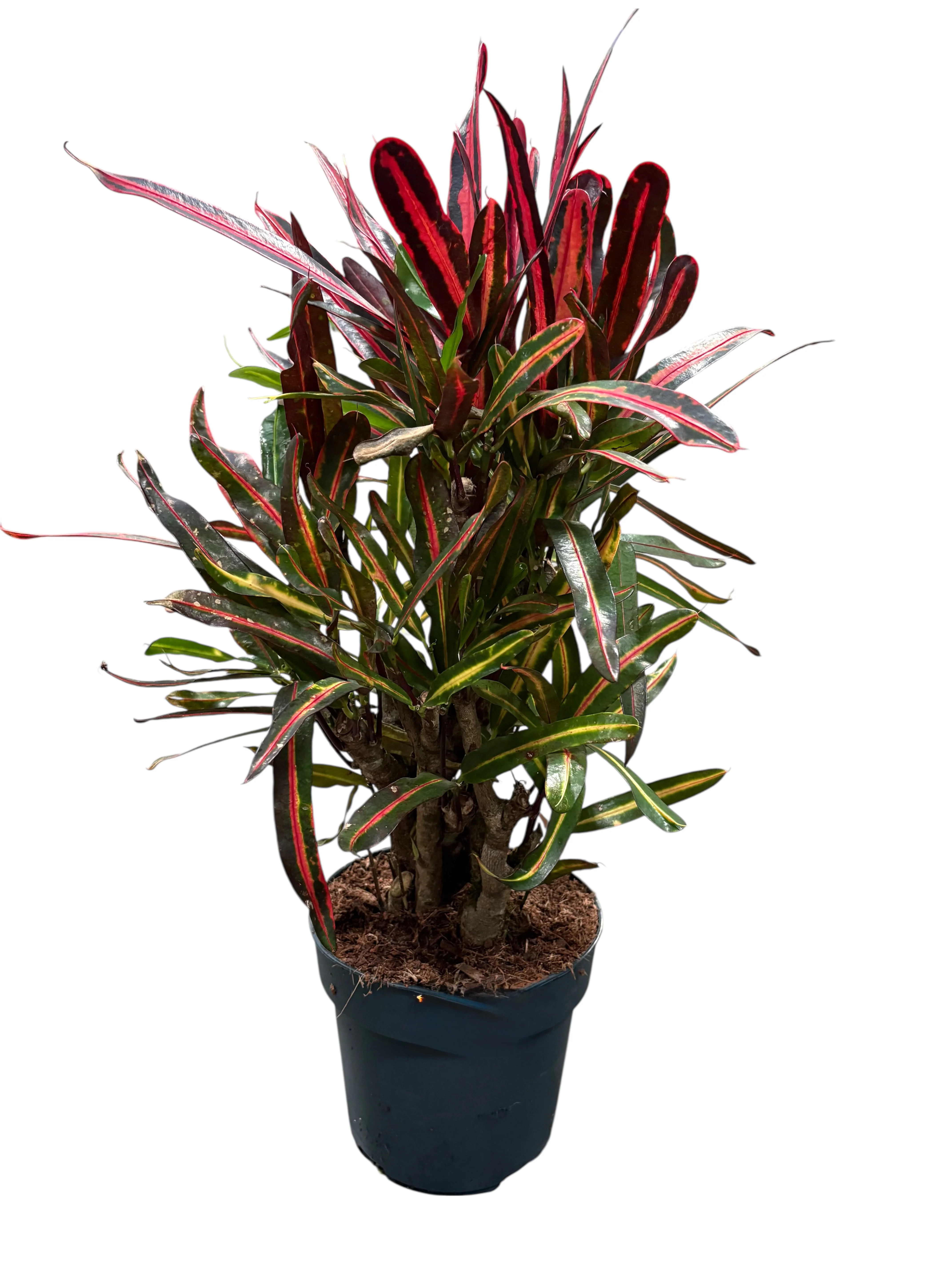 Кротон Нервія (Croton Nervia) з вузьким строкатим листям у горщику