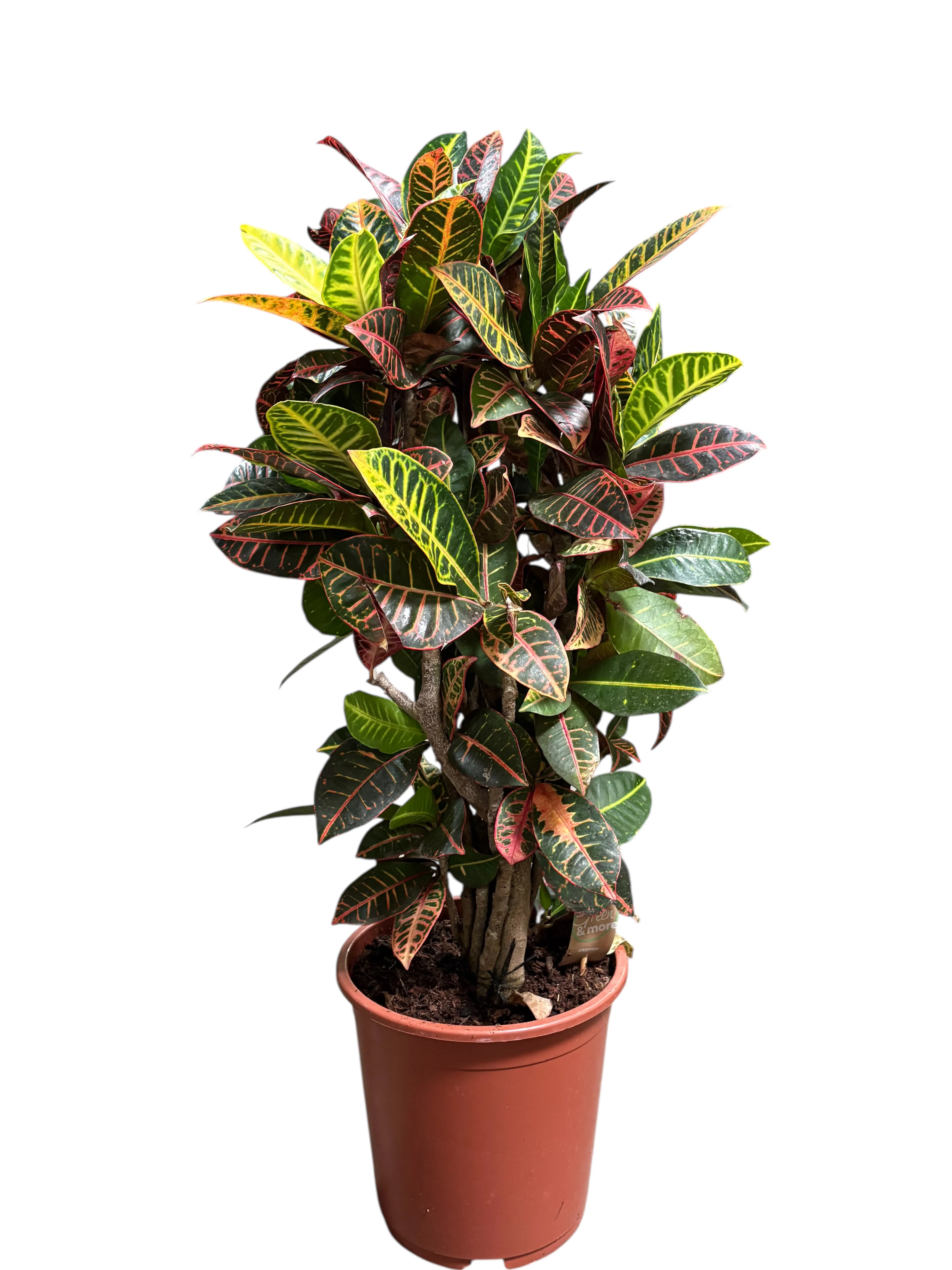 Croton Petra декоративна кімнатна рослина