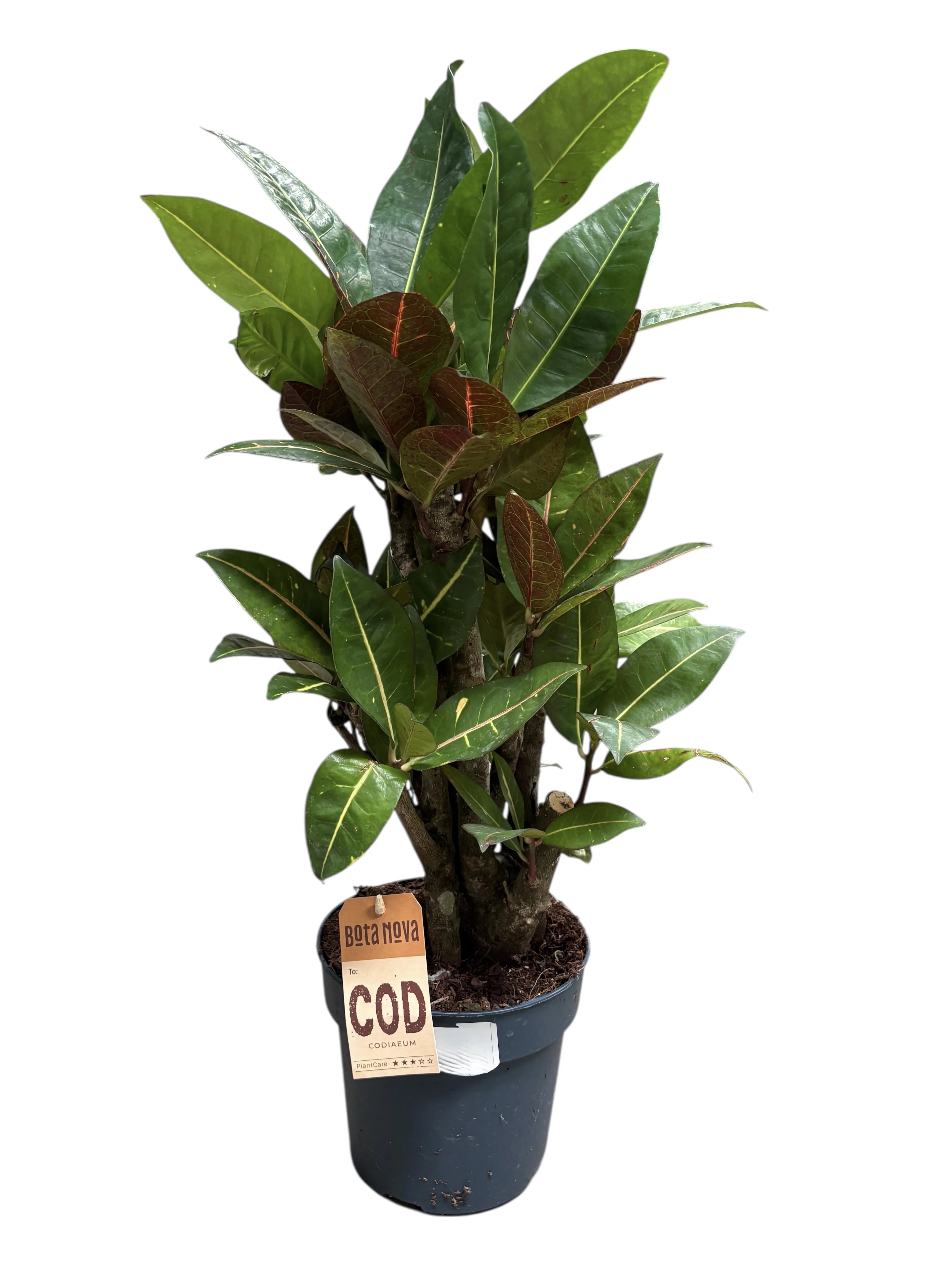 Кротон Петра (Croton Petra) з великим строкатим листям у горщику