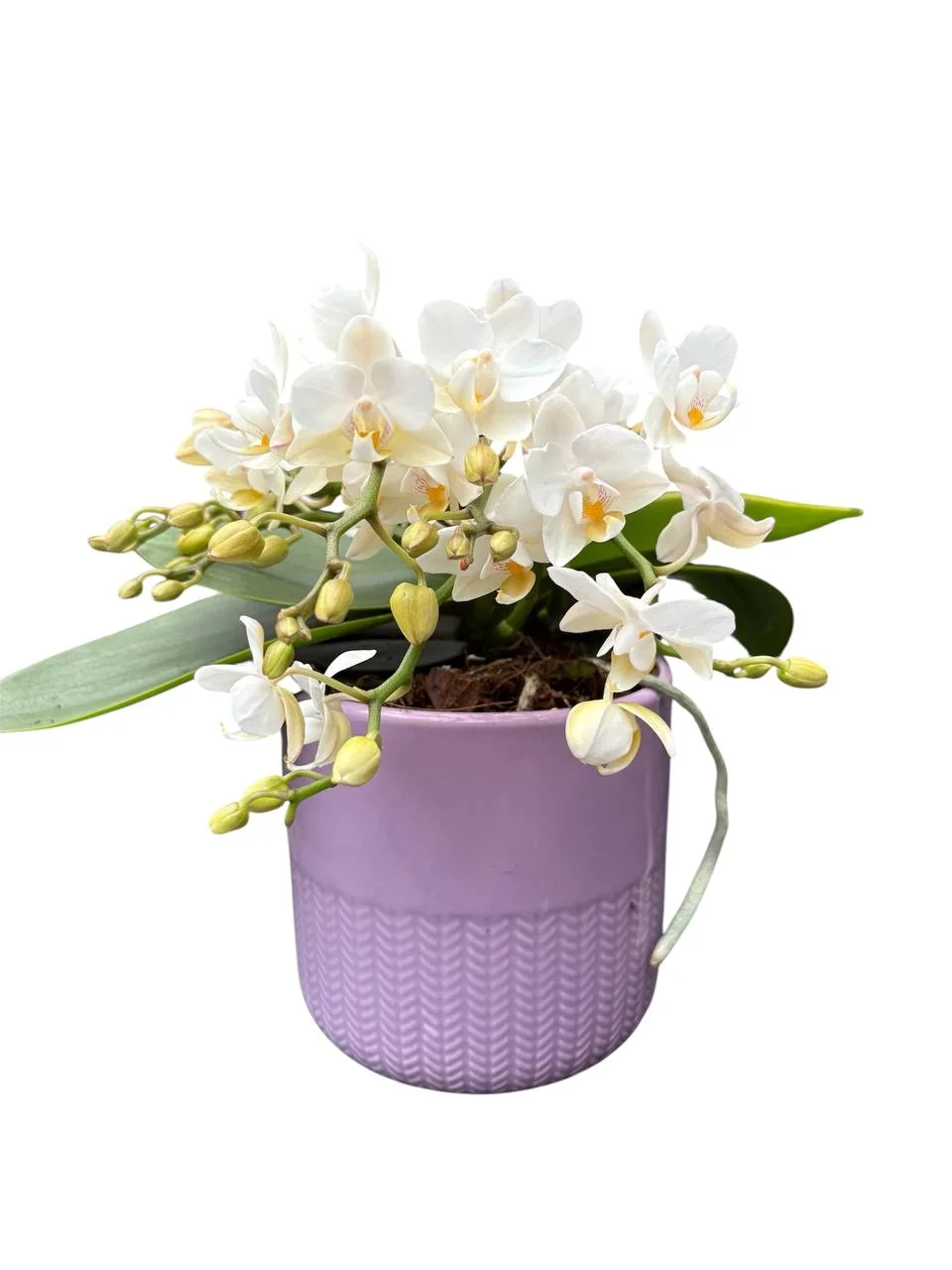 Орхідея Назаре (Phalaenopsis ‘Nazare’)в рожевому кашпо