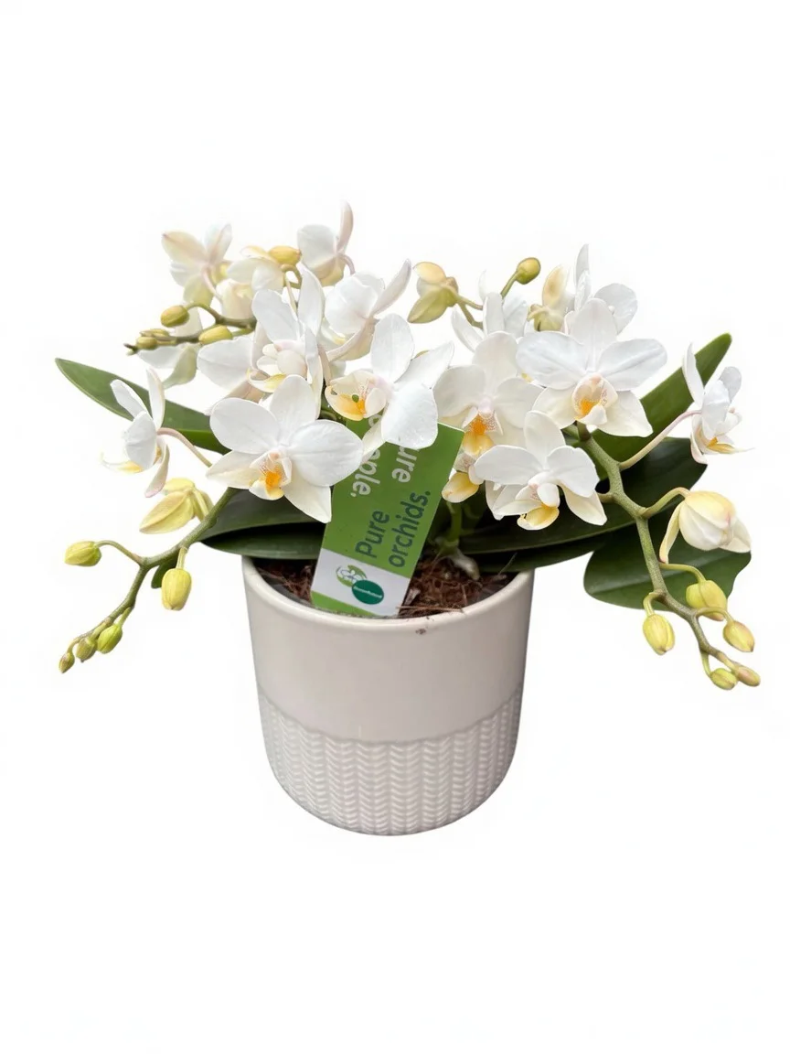 Орхідея Назаре (Phalaenopsis ‘Nazare’)в білому керамічному кашпо
