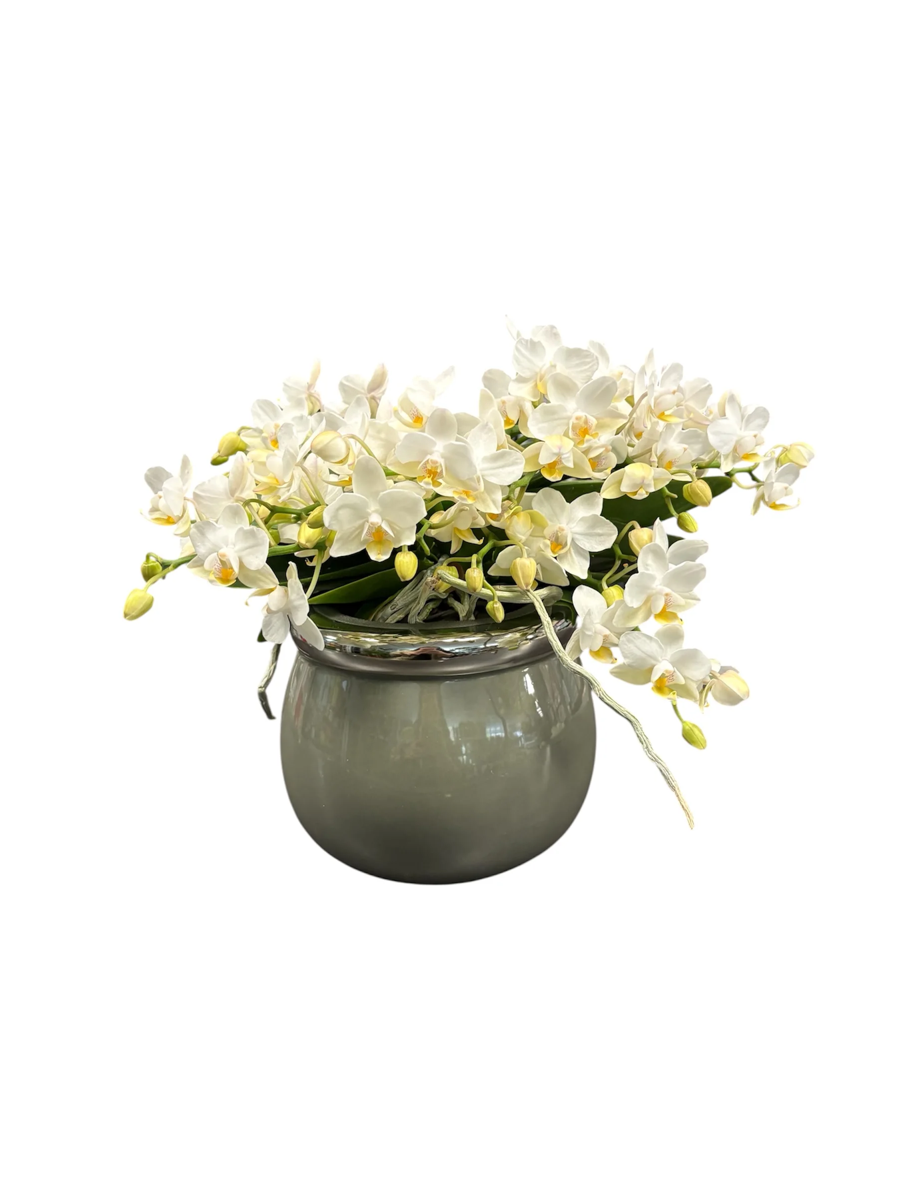 Орхідея Назаре (Phalaenopsis ‘Nazare’)в сірому кашпо