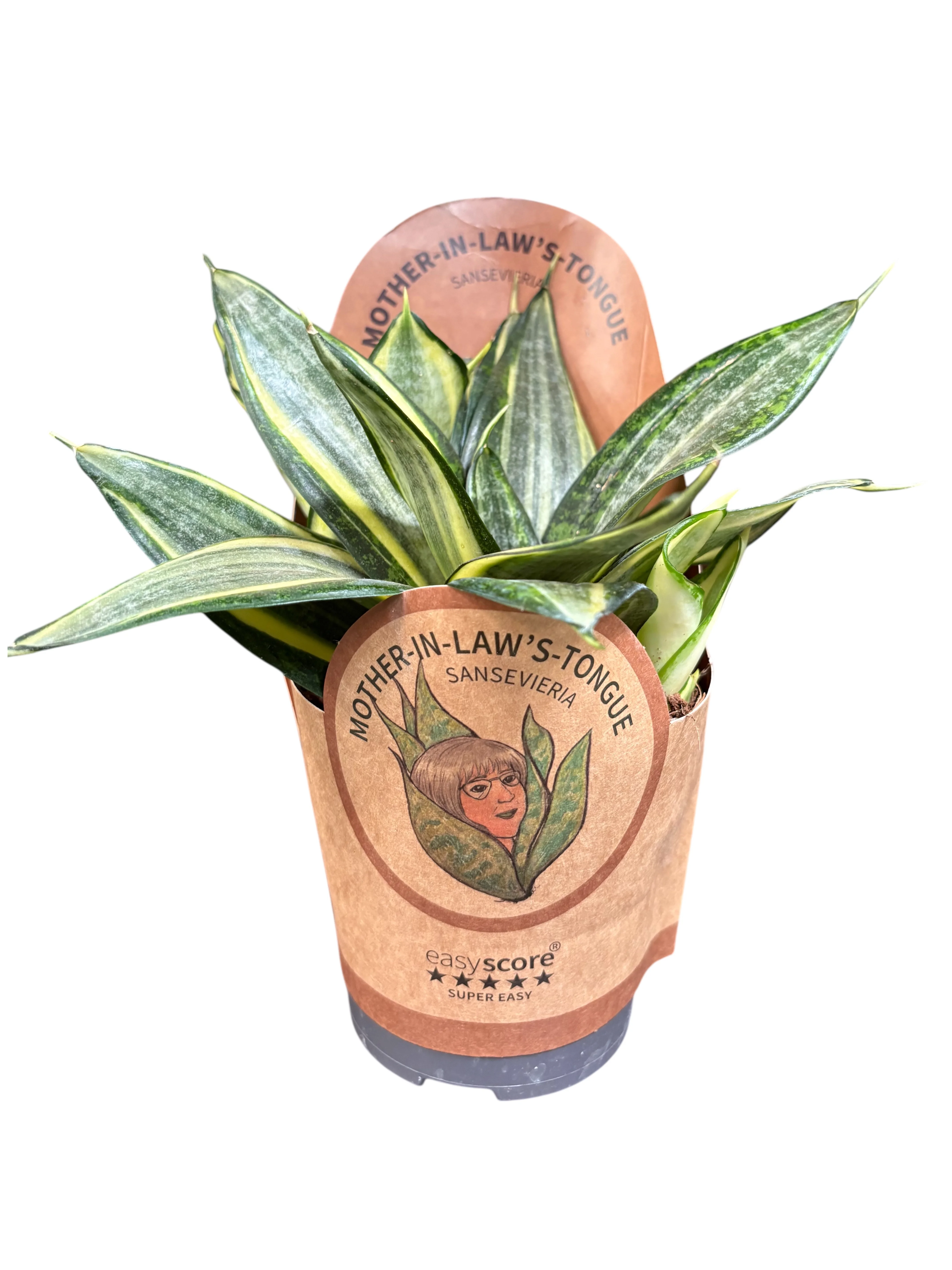 Сансевієрія Ханні Голден (Sansevieria Golden Hahnii) у горщику