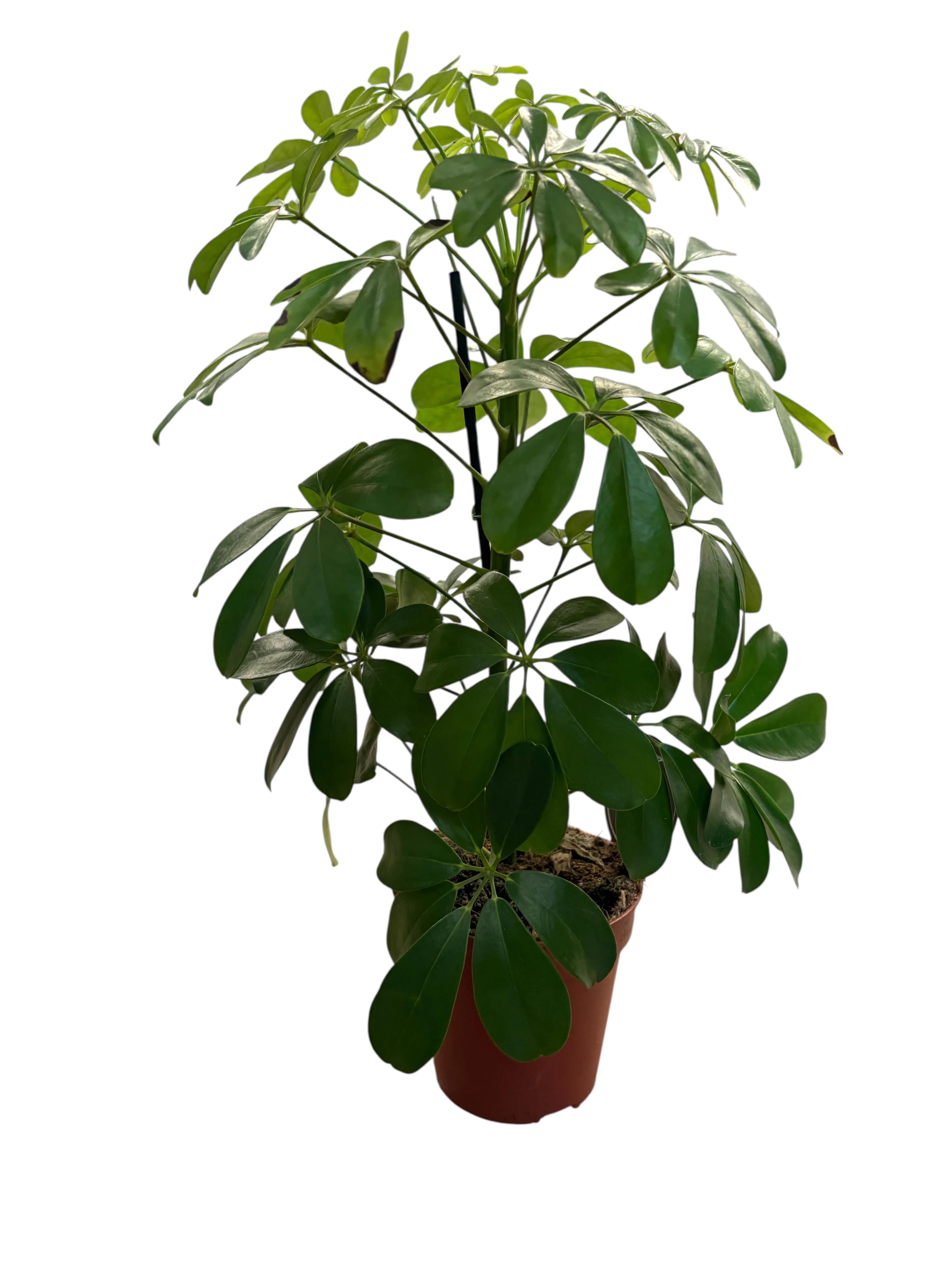 Шефлера Нора (Schefflera Nora) — здорова кімнатна рослина, купити