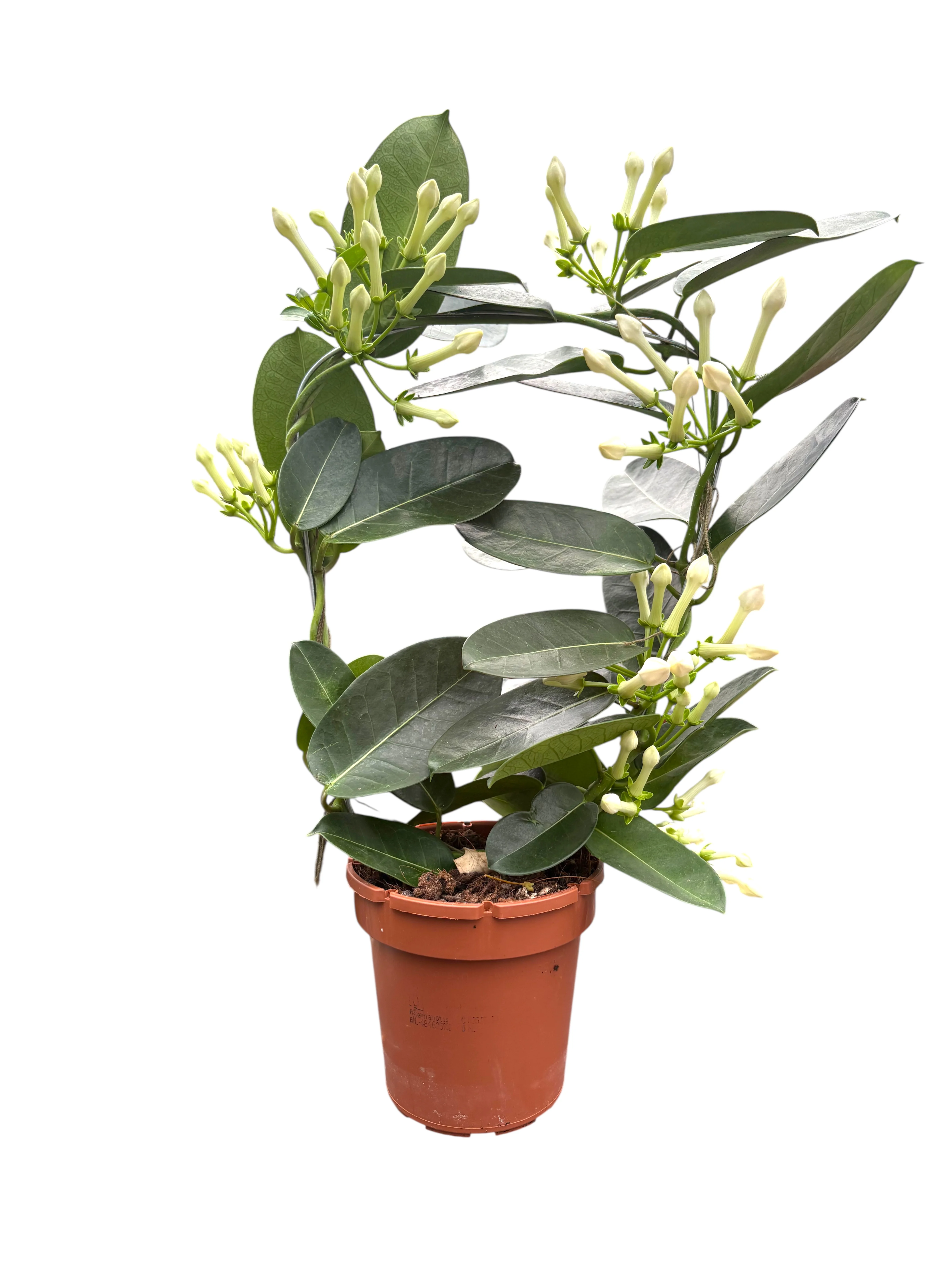 Стефанотіс (Stephanotis Floribunda)