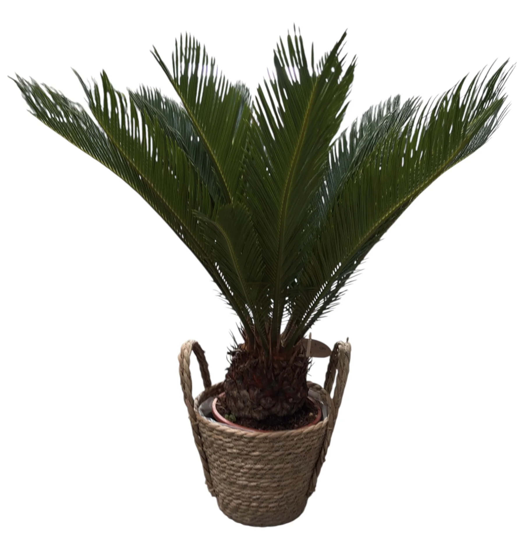 Сагова пальма Цикас, Cycas revoluta