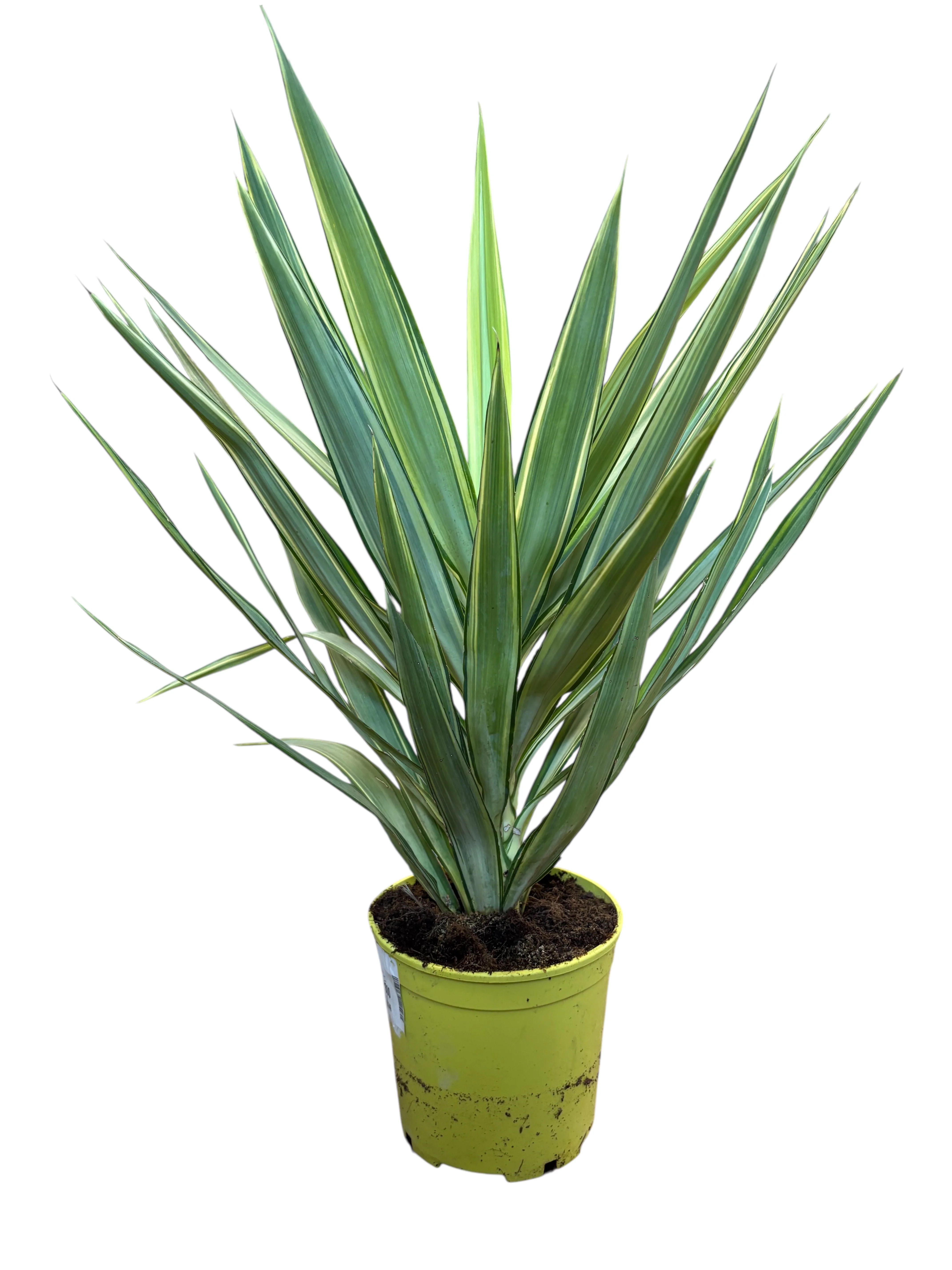 Юка Джевел(Yucca Jewel)